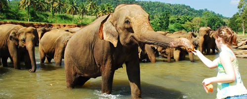 Jungle_Paradise_Kerala